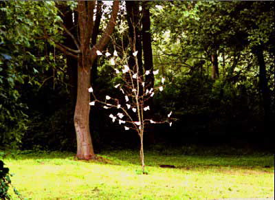 ARBRE AUX VEUX, WUNSCHBAUM