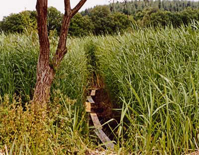 CHEMINEMENT DANS LE MARAIS